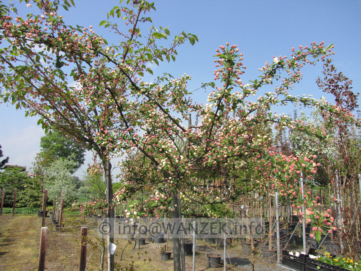 Malus sargentii Tina 03.JPG